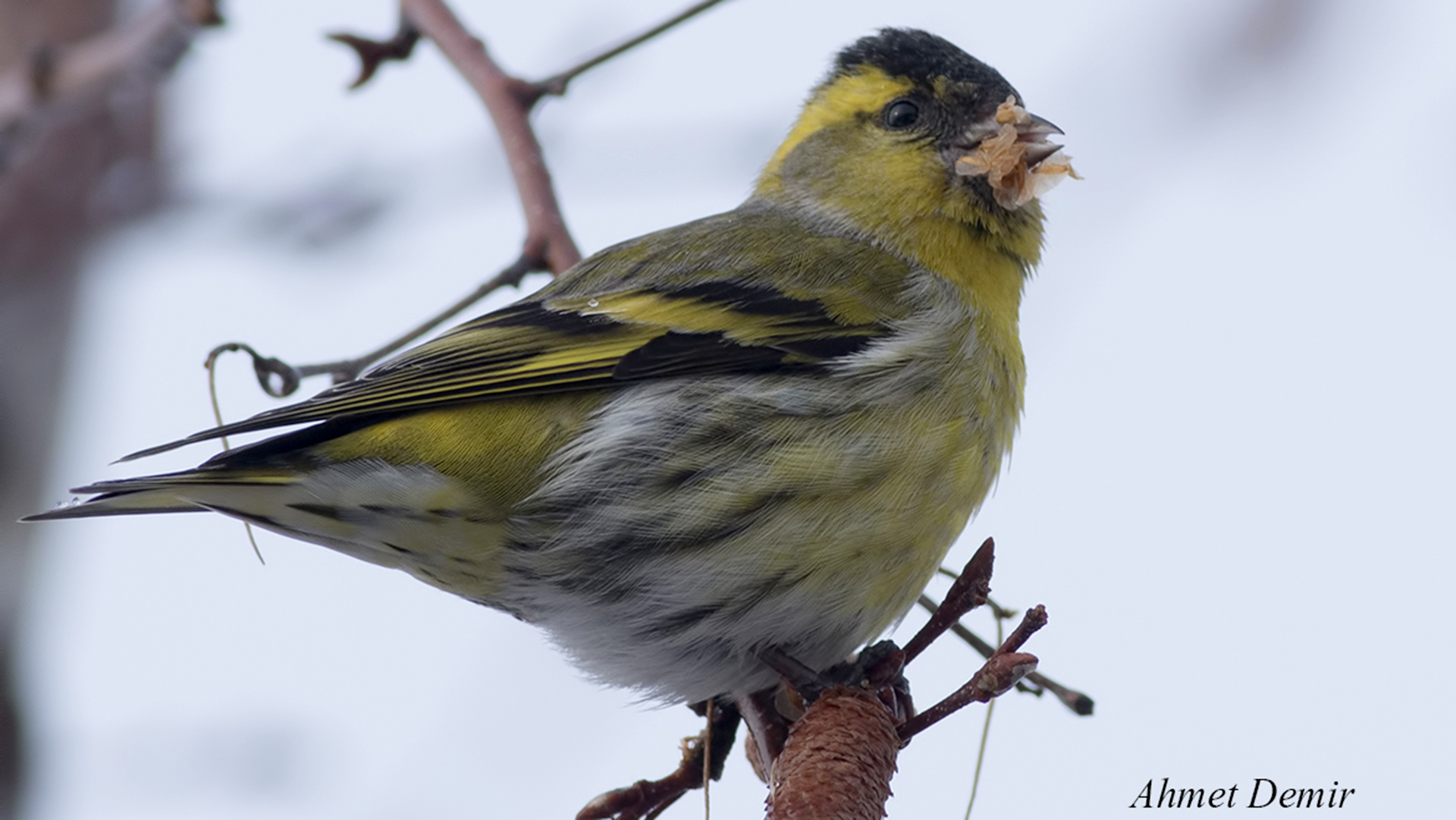Eurasian Siskin
